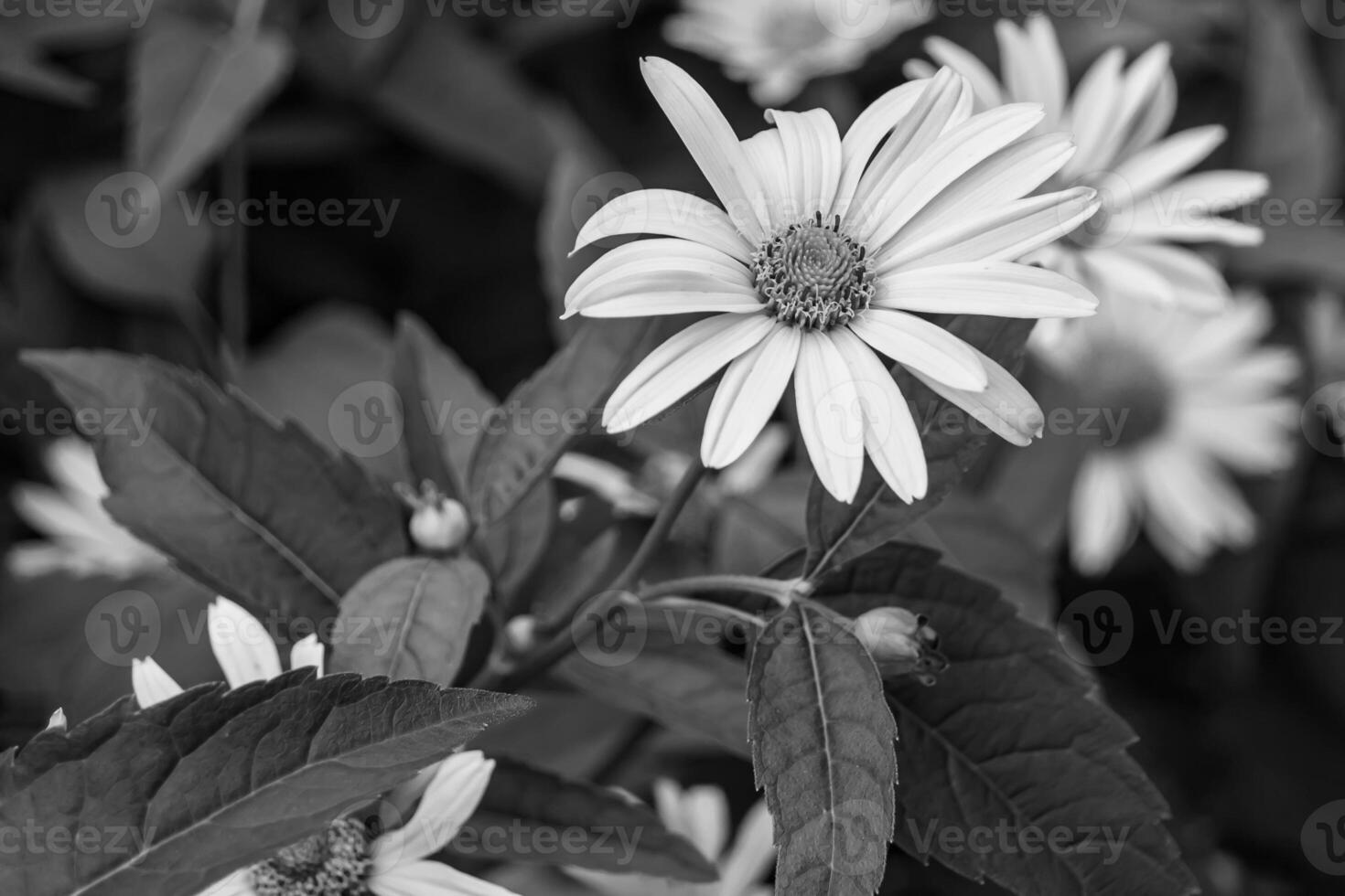 Fine wild growing flower aster false sunflower on background meadow photo