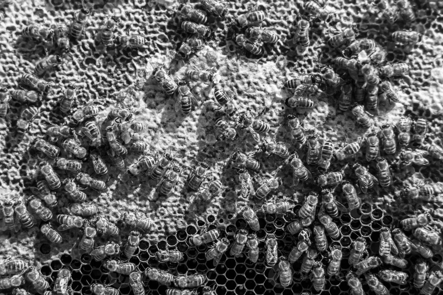 La estructura hexagonal abstracta es un panal de abejas lleno de colmena foto