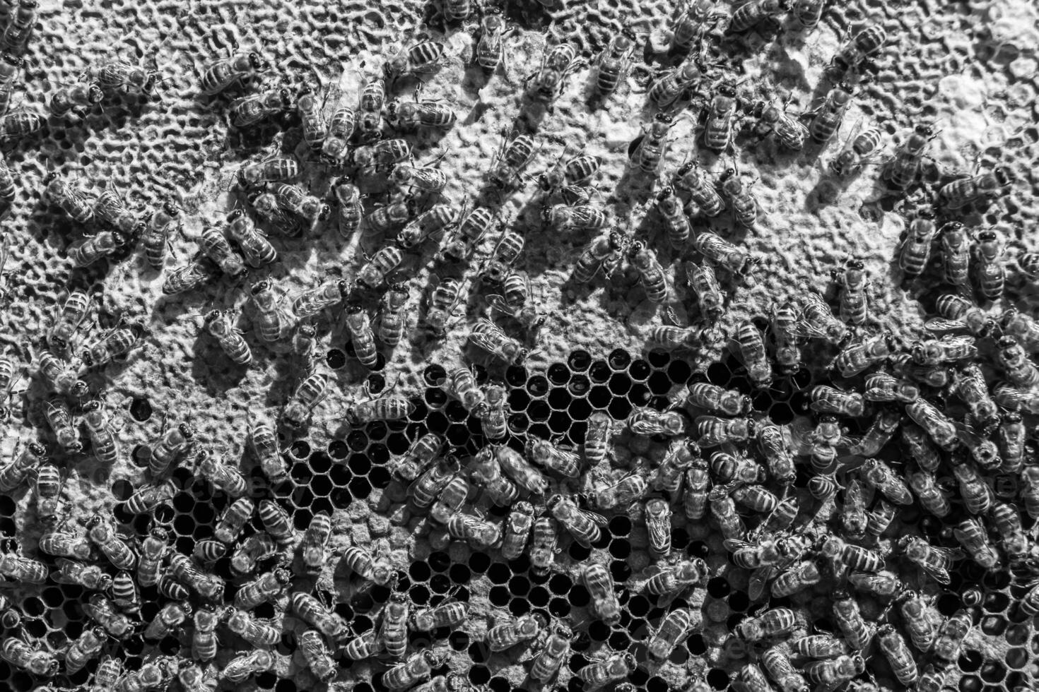 La estructura hexagonal abstracta es un panal de abejas lleno de colmena foto