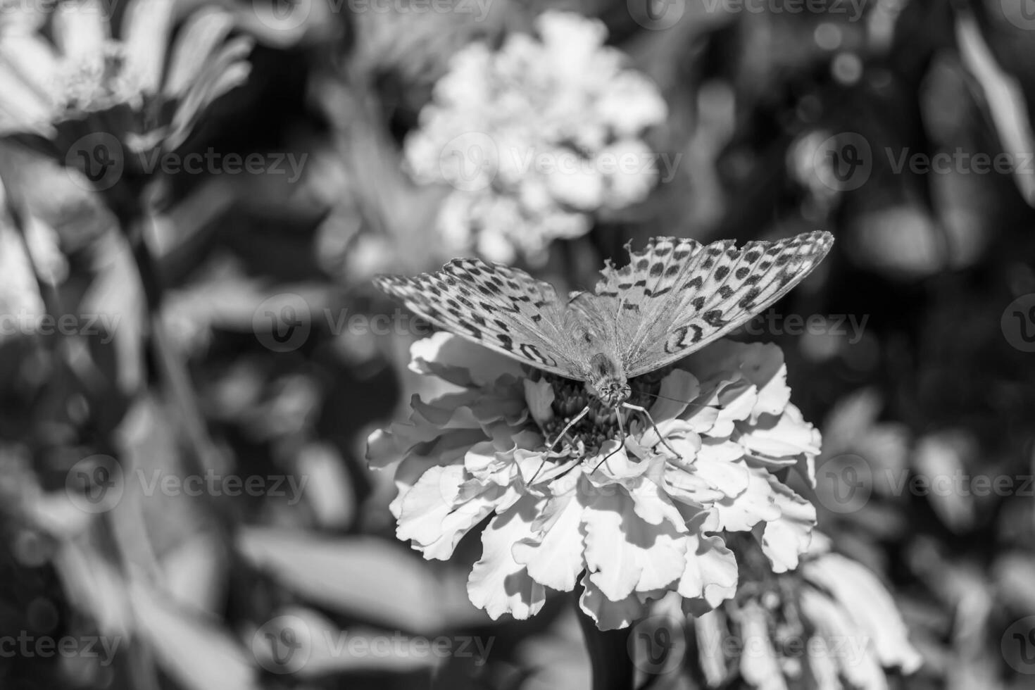 Beautiful flower butterfly monarch on background meadow photo