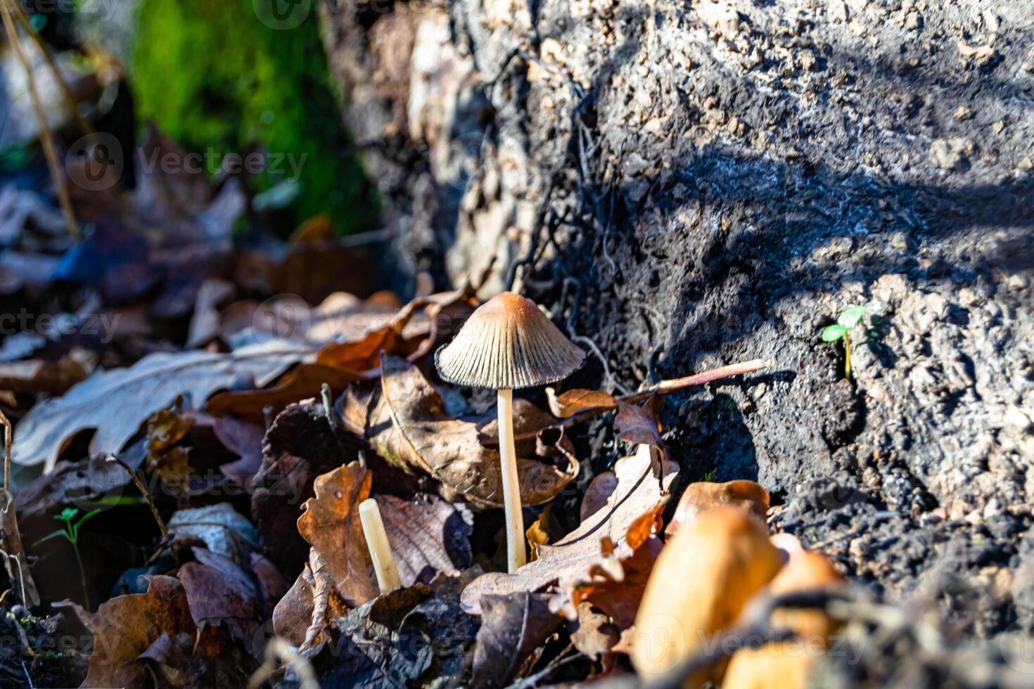 Photography to theme large beautiful poisonous mushroom in forest on leaves background photo