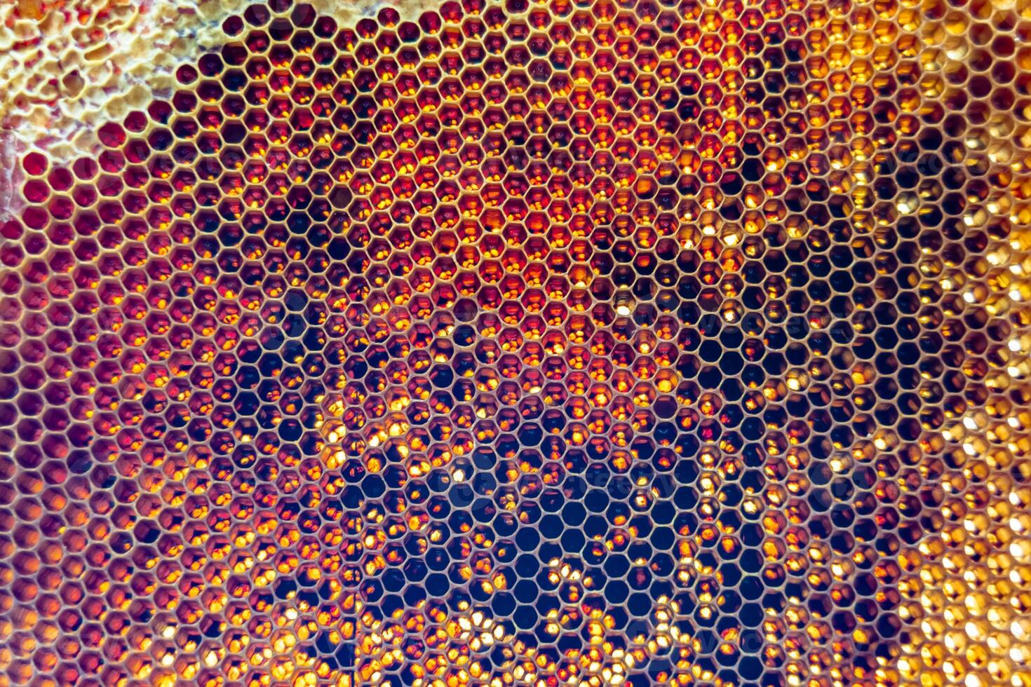 Drop of bee honey drip from hexagonal honeycombs filled with golden nectar photo