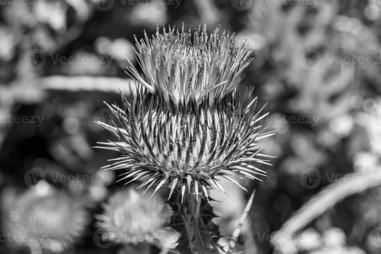 Beautiful growing flower root burdock thistle on background meadow photo