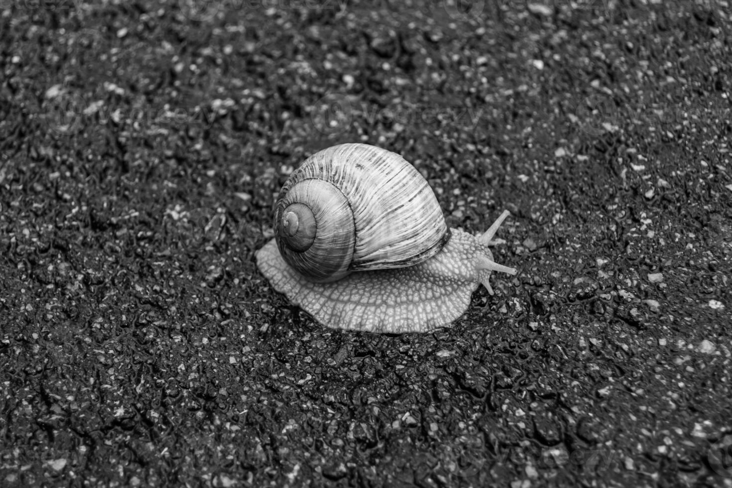 Big garden snail in shell crawling on wet road hurry home photo