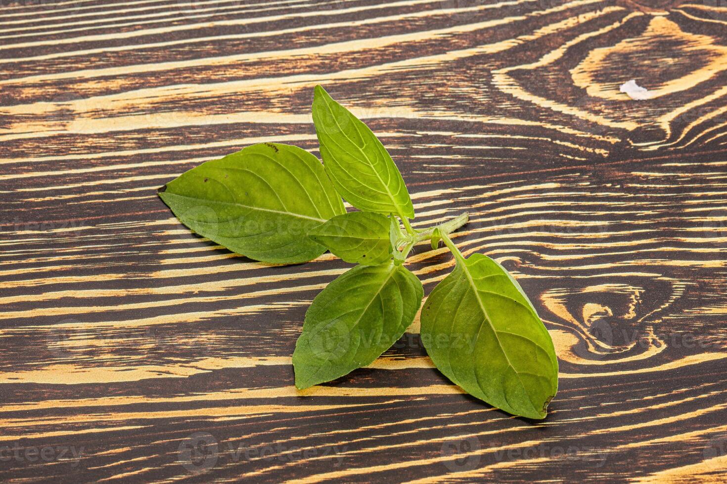 Raw green basil leaves seasoning photo