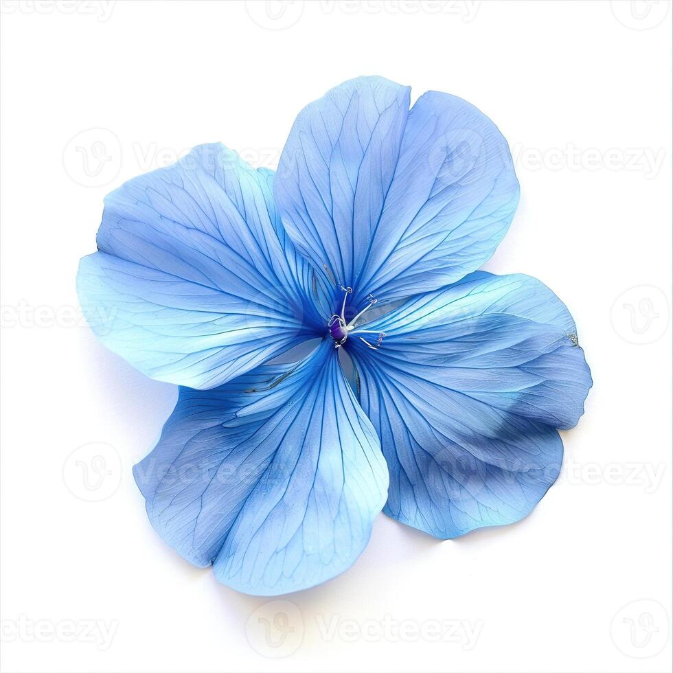 AI generated Blue Flower on White Background. Floral, Nature, Plant, Blossom, Petals, Bloom, Garden photo