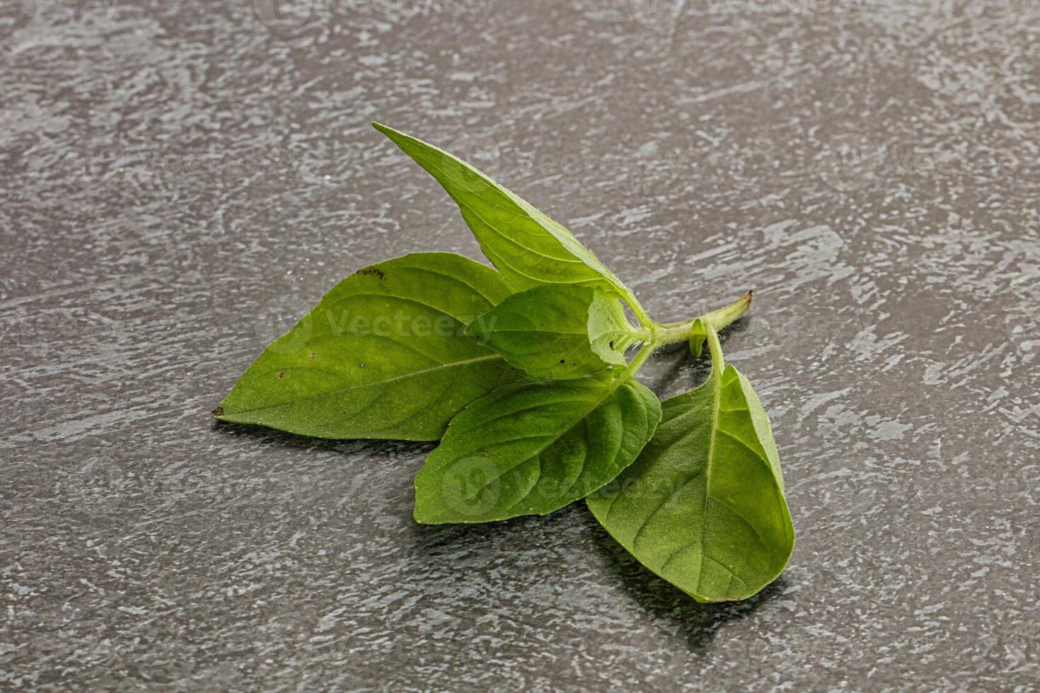Raw green basil leaves seasoning photo