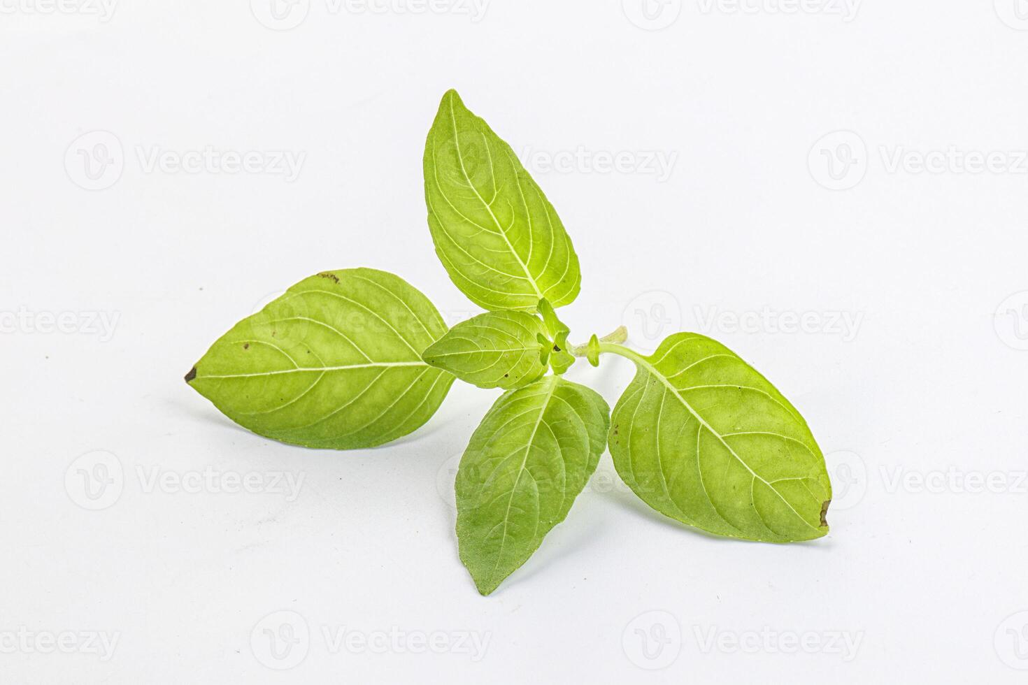 Raw green basil leaves seasoning photo