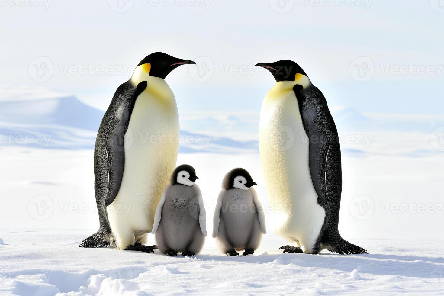 AI generated Emperor penguin family with chicks on snow, pure white background and sunlight photo