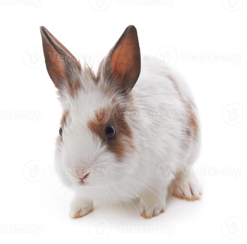 rabbit on white photo