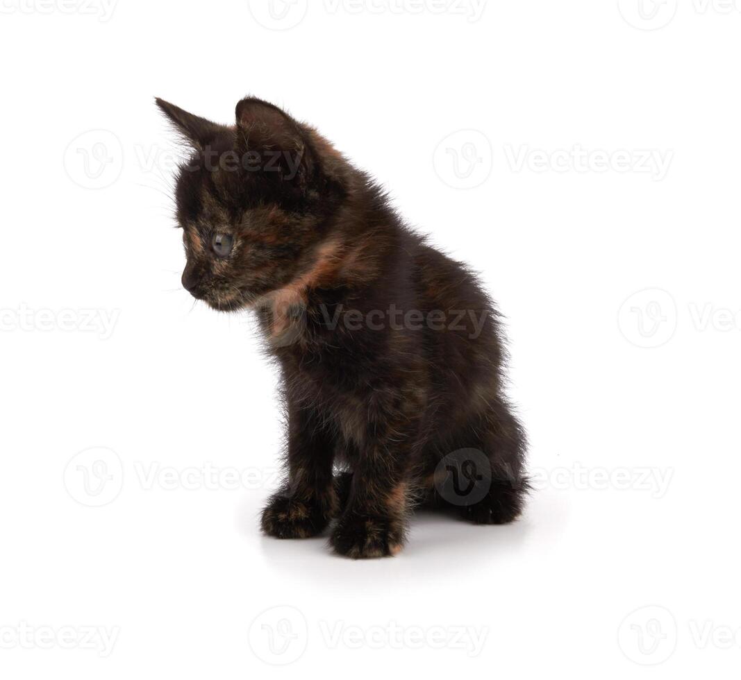 kitten sitting isolated photo