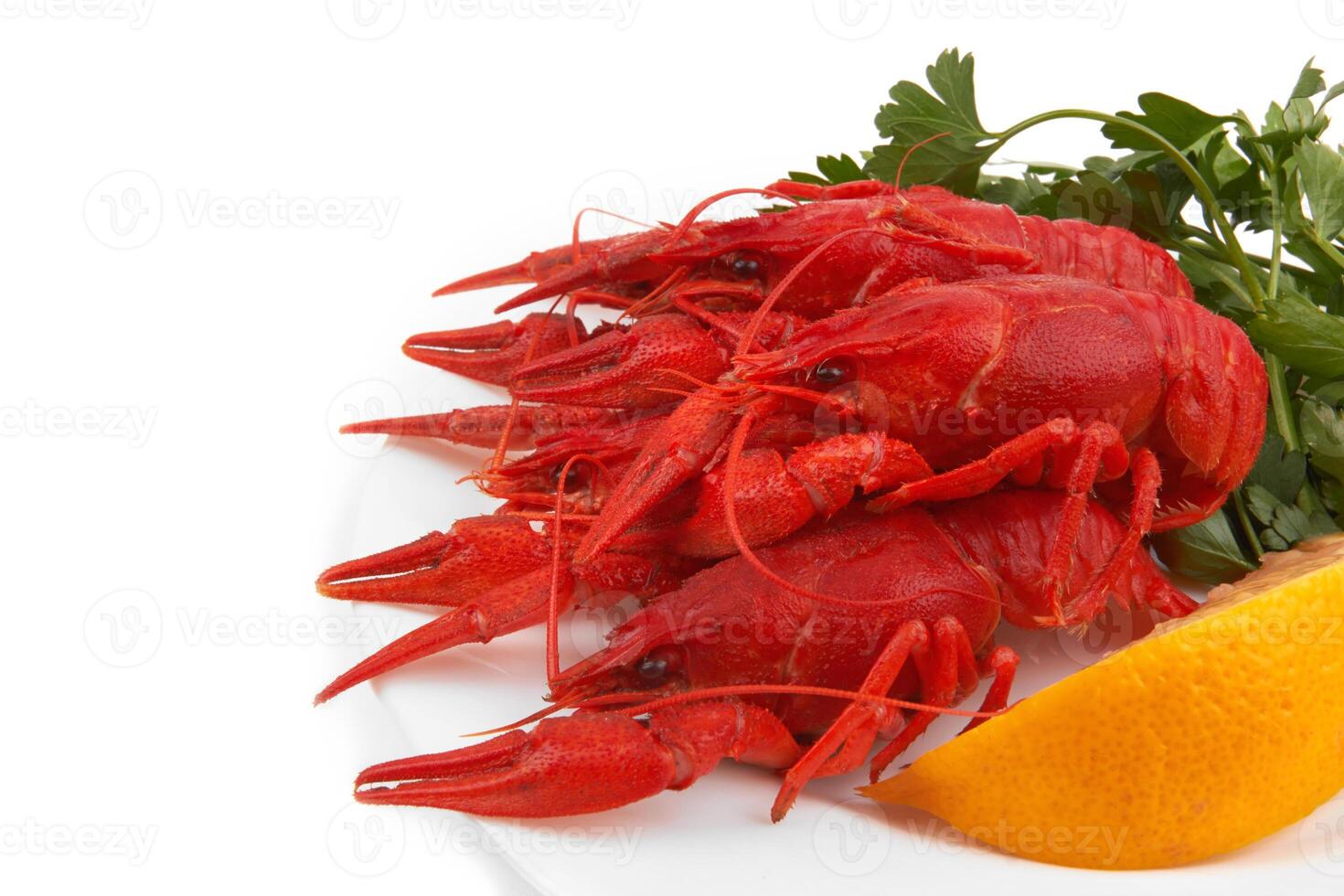 crayfish on white photo