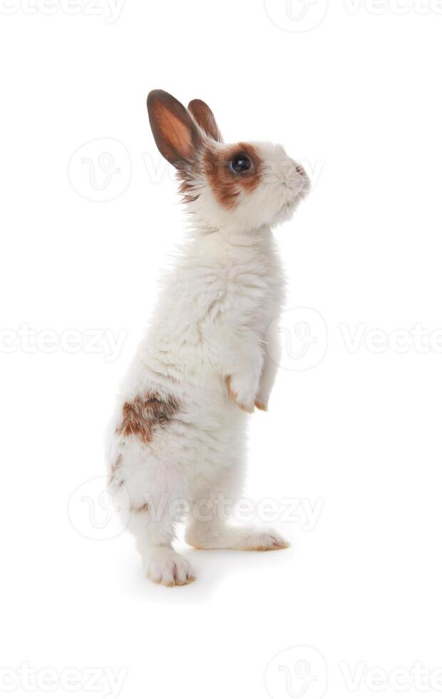 rabbit on white photo