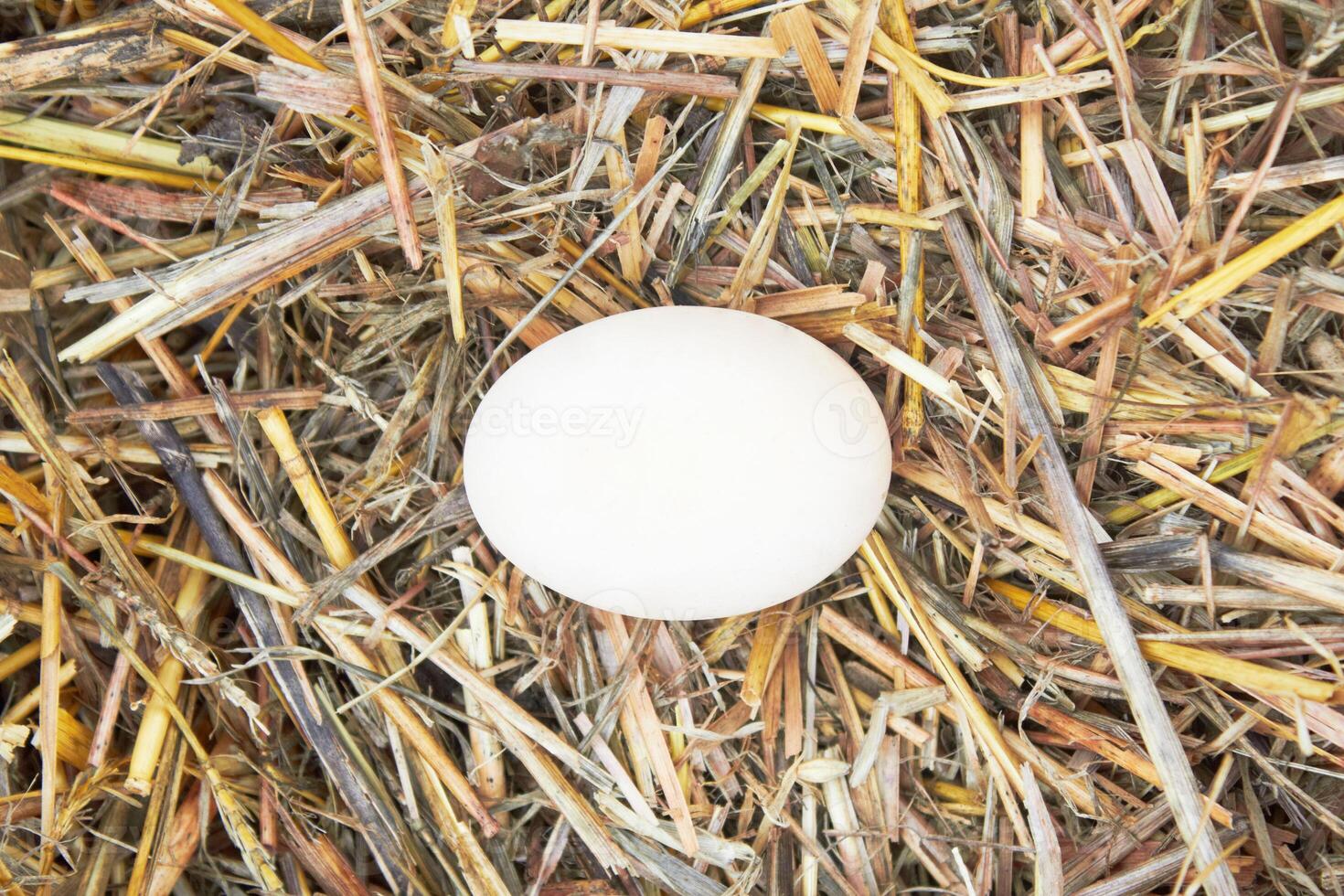 egg on white photo