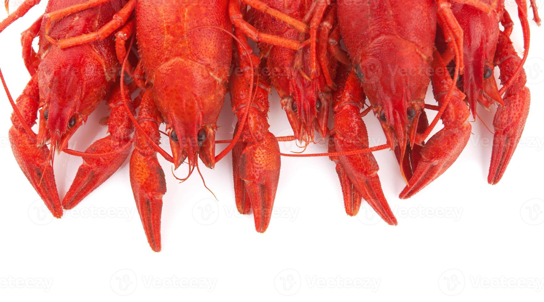 crayfish on white photo