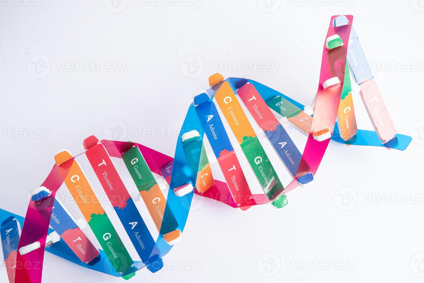 DNA or Deoxyribonucleic acid is a double helix chains structure formed by base pairs attached to a sugar phosphate backbone. photo