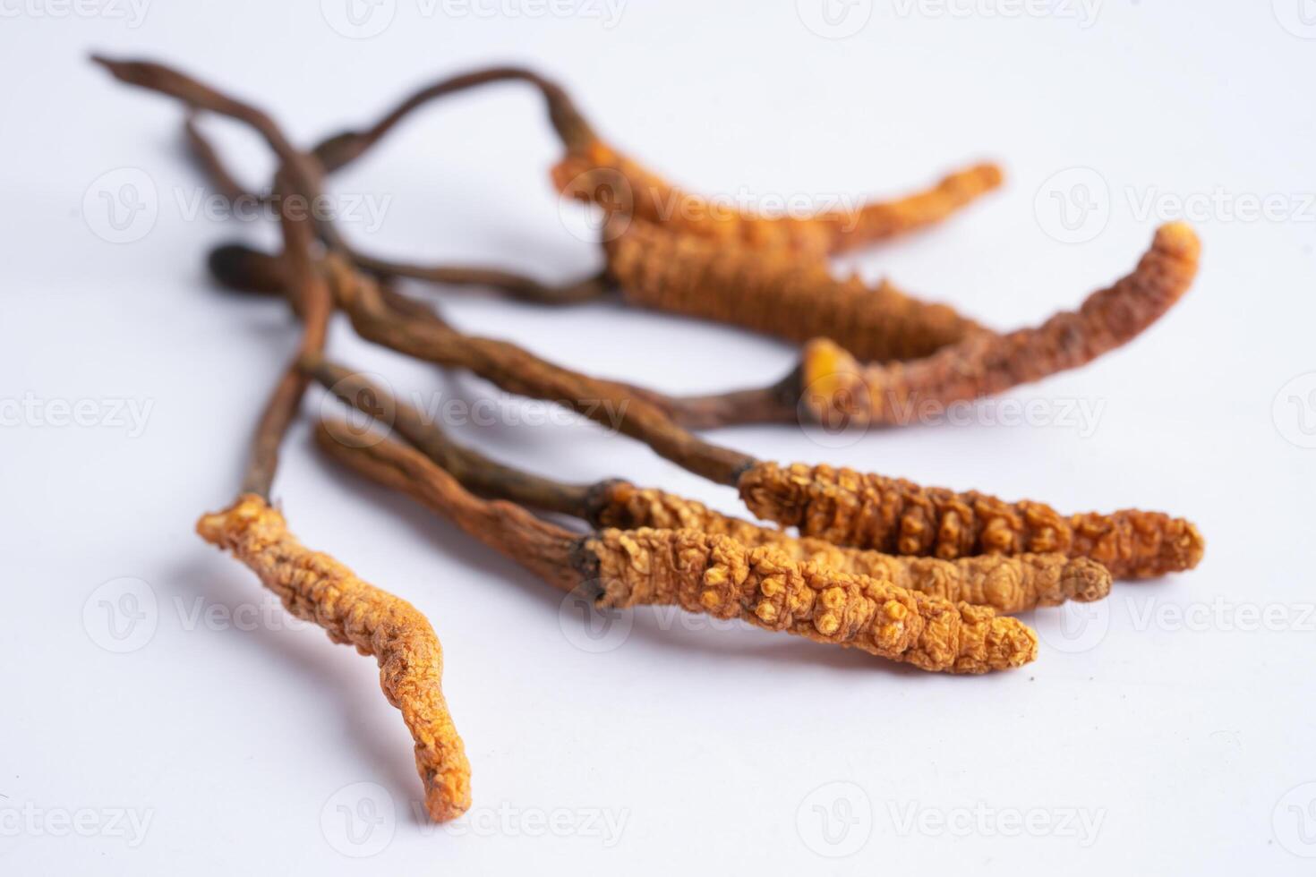 Cordyceps or Ophiocordyceps sinensis mushroom herb is fungus for used as medicine on white background. photo