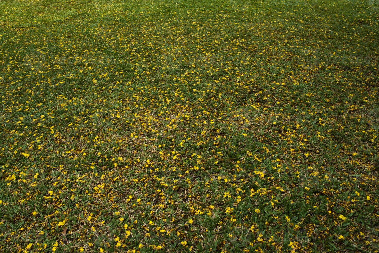 The falling yellow flowers were scattered around the lawn photo