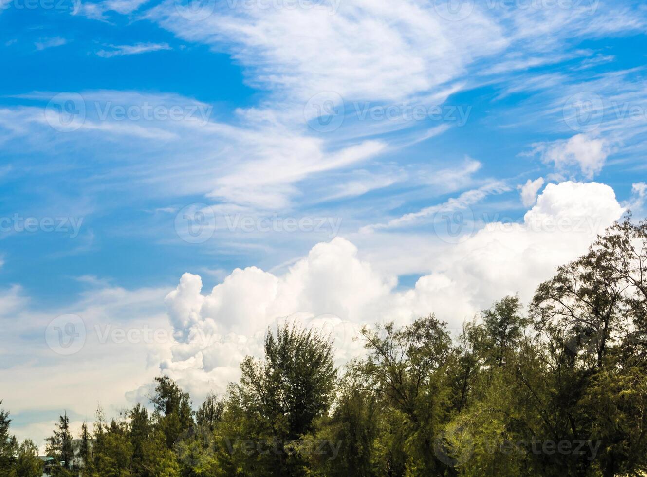 White fluffy clouds in the bright blue sky with glare and bright light of Sun over the pine trees photo