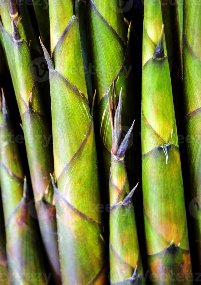 Texture of bamboo shoot, vegetable background photo
