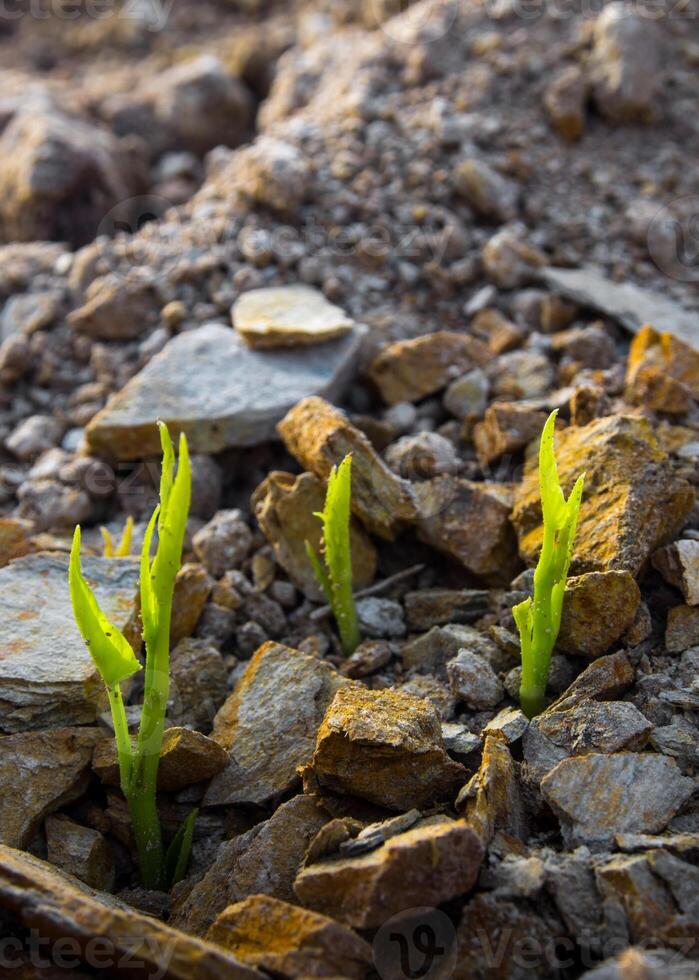 Buds of morning glory sprout up rocky mound photo