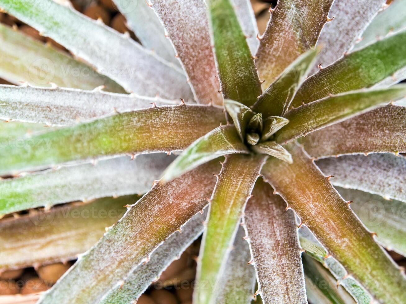 detalle textura y espinas a el borde y hojas de el bromelia hojas foto