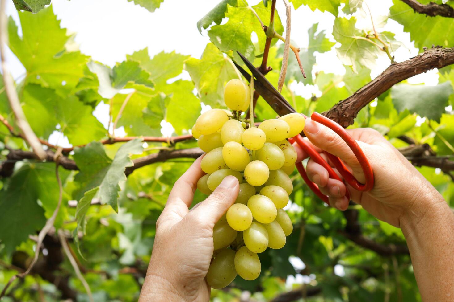 Close-up photo of green grapes. Workers use scissors to cut a bunch of fresh green grapes from the tree. Organic vineyard farming concept. Modern agriculture. organic food