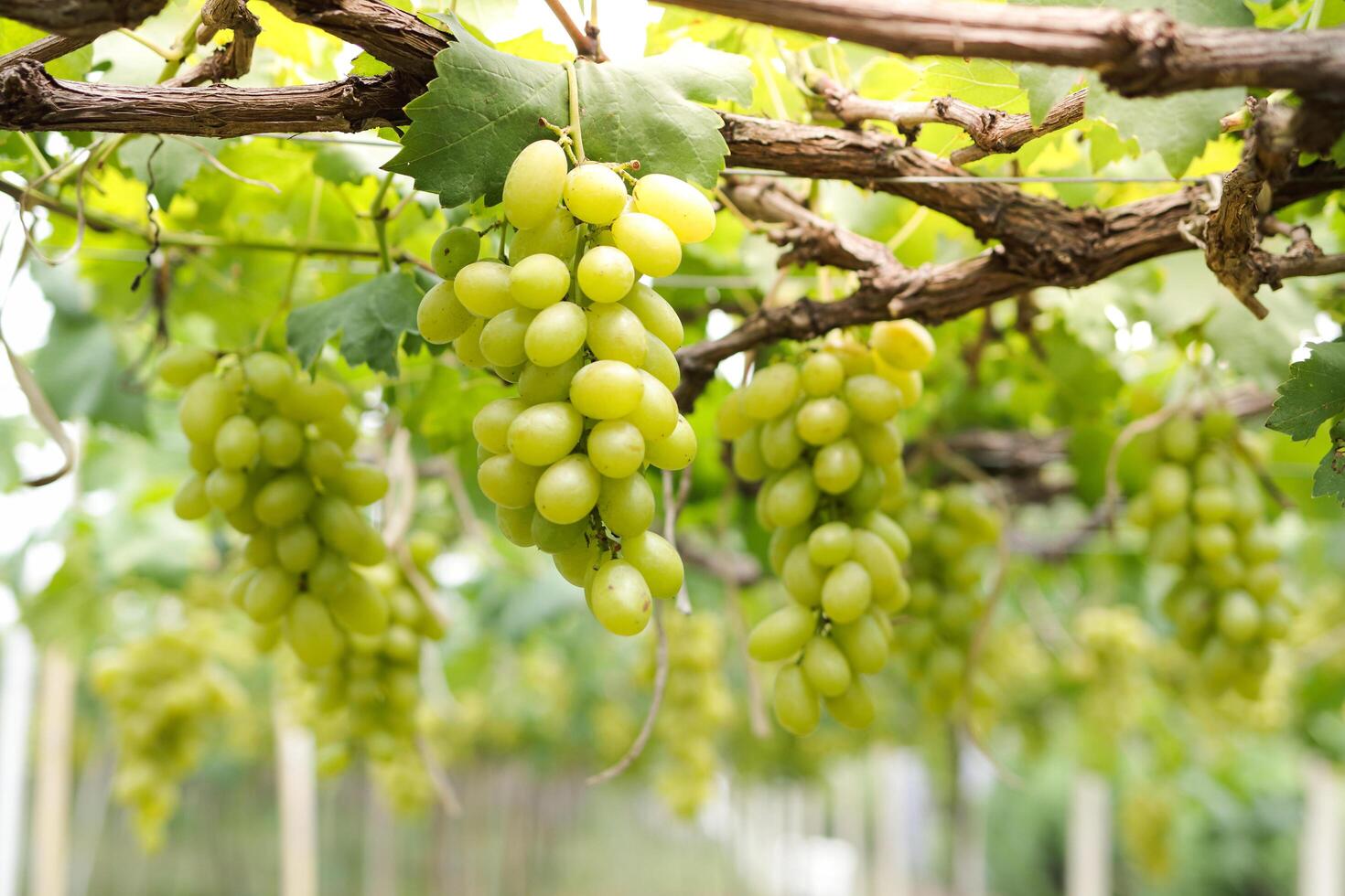 Close-up photo of green grapes. Organic vineyard farming concept. Golden yellow green grapes, sweet taste, fragrant, crispy, fresh from the tree.