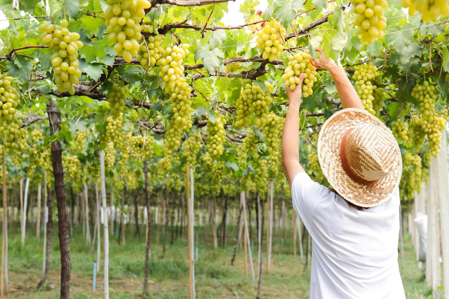 Close-up photo of green grapes. Workers use scissors to cut a bunch of fresh green grapes from the tree. Organic vineyard farming concept. Modern agriculture. organic food. copy space