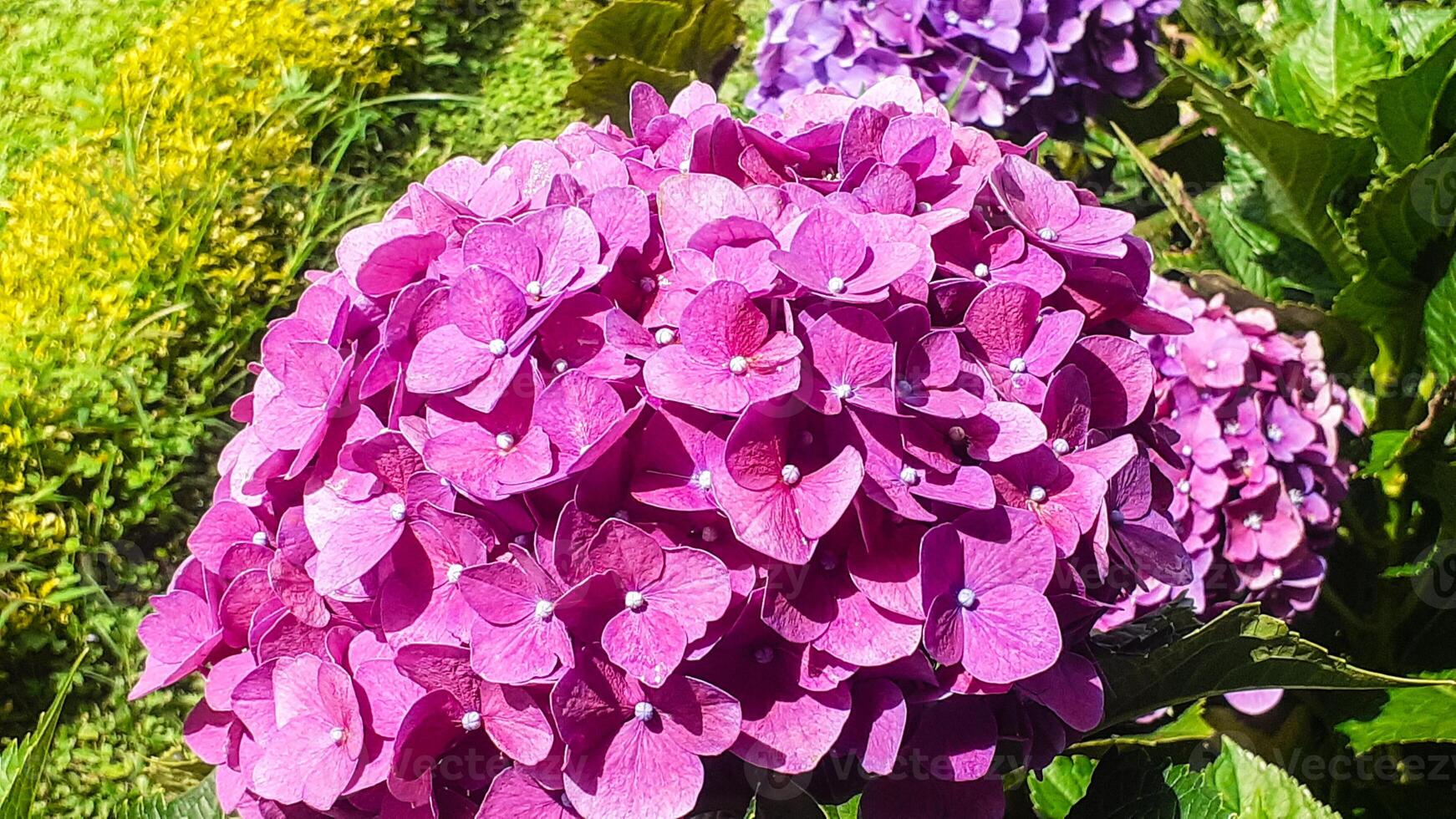 Beautiful hydrangea flowers in the garden photo