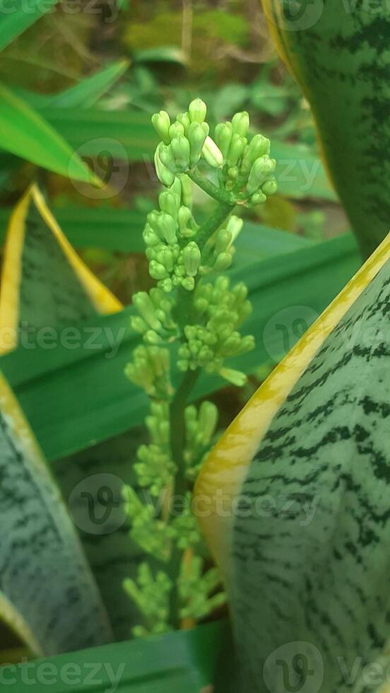 sansevieria trifasciata o conocido como serpiente planta foto