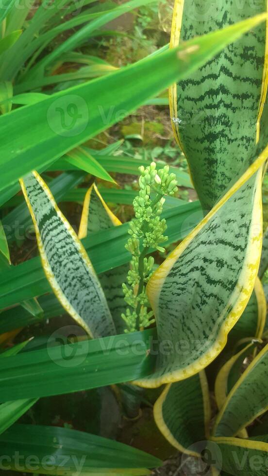 sansevieria trifasciata o conocido como serpiente planta foto
