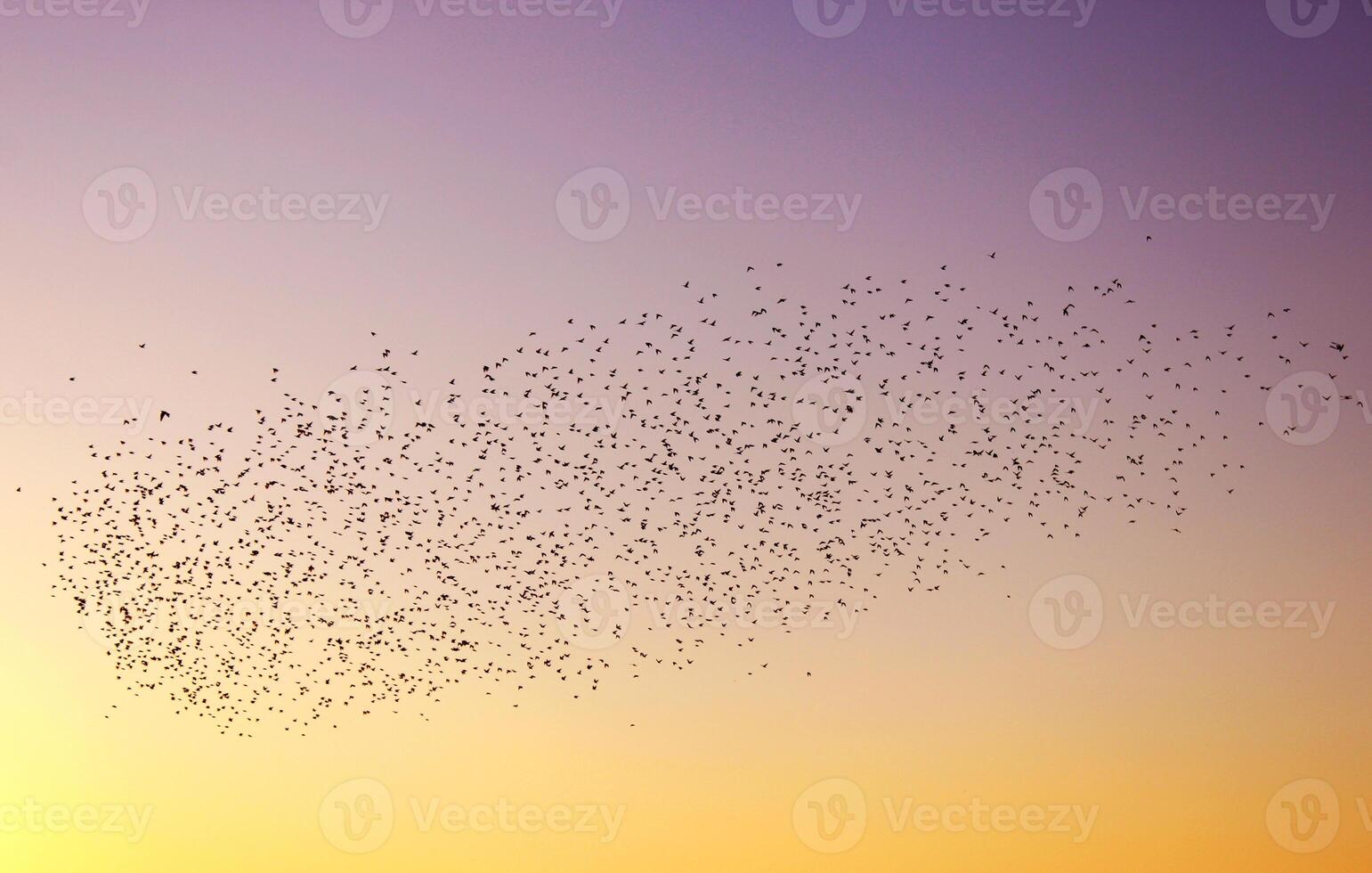 un rebaño de aves migrando en el cielo a puesta de sol. representación de libertad temática foto