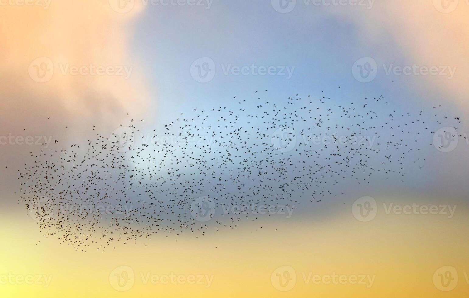 A flock of birds migrating in the sky at sunset. Representation of freedom themed photo