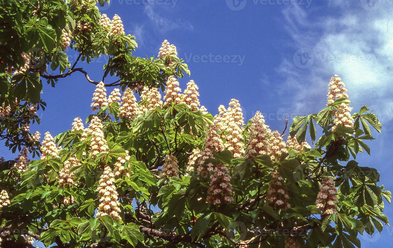 a tree with white flowers and green leaves photo