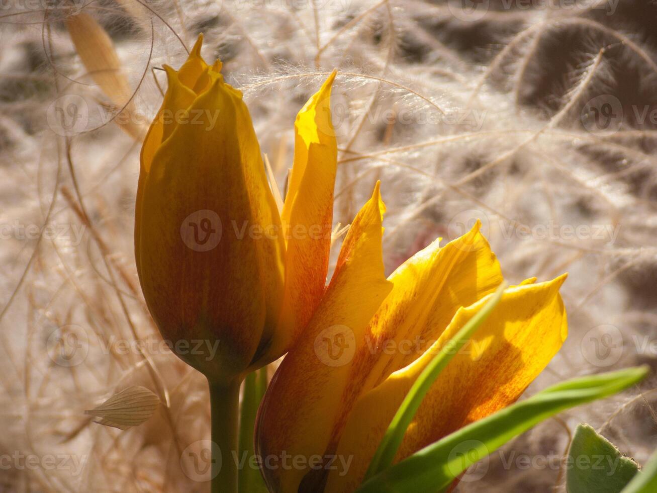 a close up of a flower with some grass photo