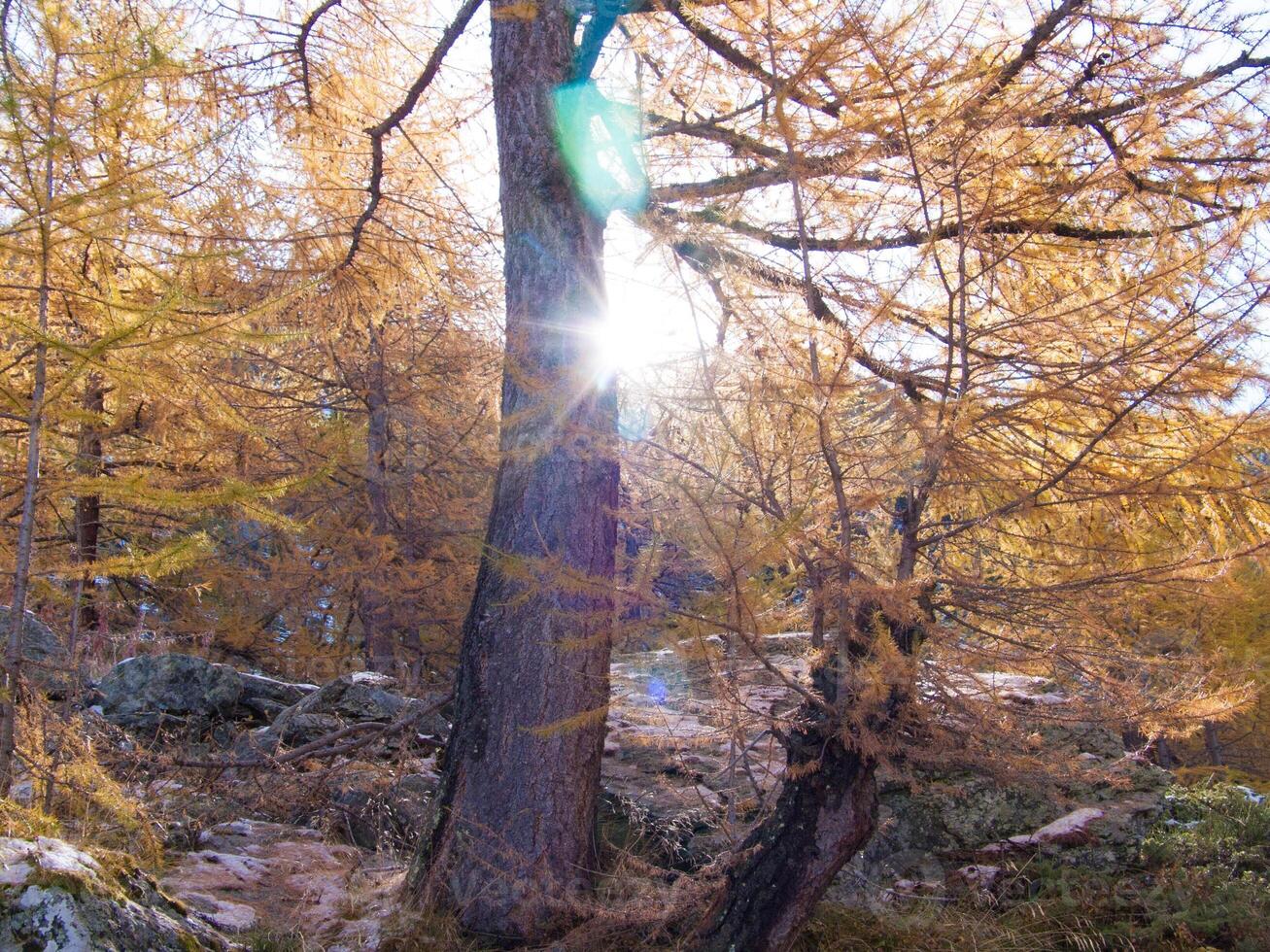 a tree with yellow leaves photo