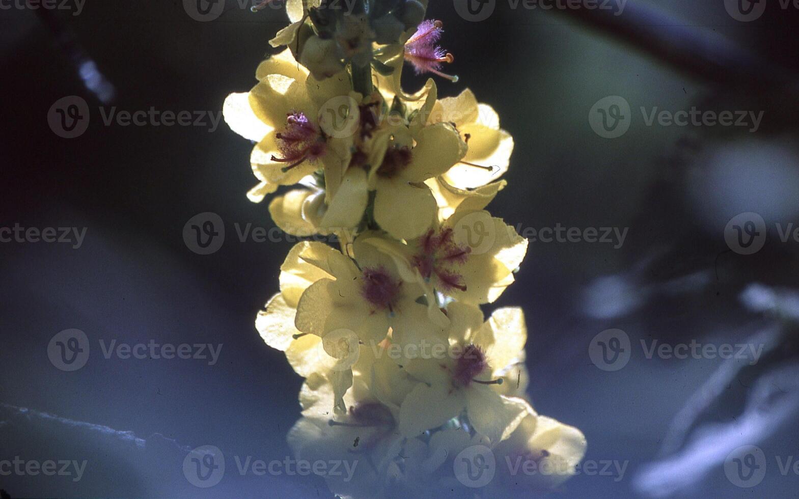 a yellow flower hanging from a tree branch photo