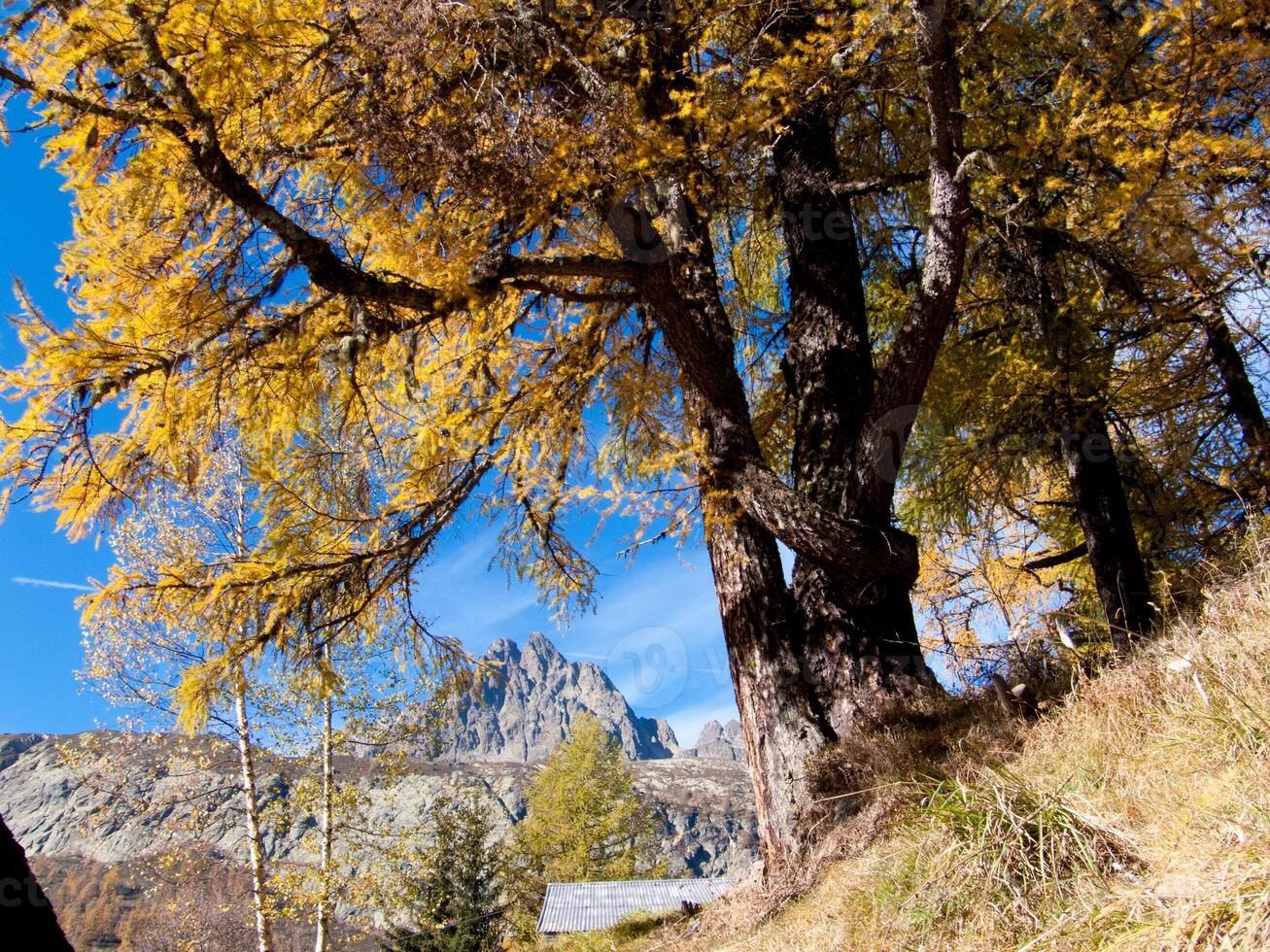 a large tree with yellow leaves photo