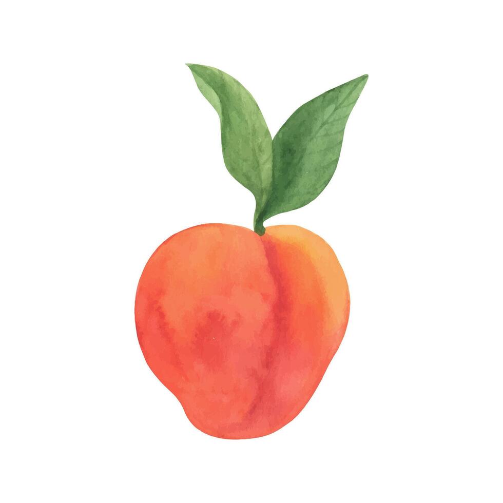 Cute peach fruit watercolor clipart, fresh summer fruit. Illustrations of peach branch with green leaves vector