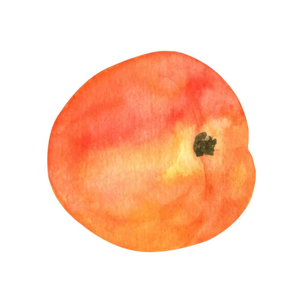 Cute peach fruit watercolor clipart, fresh summer fruit. Illustrations of peach branch with green leaves vector
