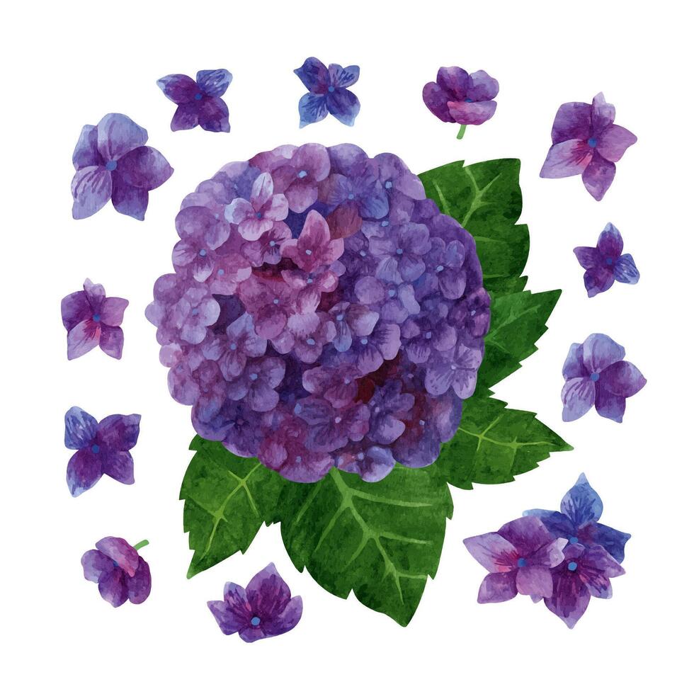 acuarela púrpura hortensia floreciente impresión. verano flores pétalos y hojas. vector