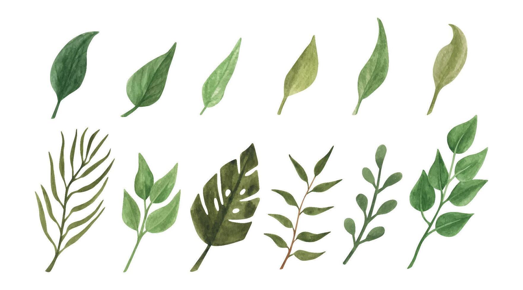 Hand drawn boho green leaf set. Watercolor illustration leaves for wedding decoration. vector