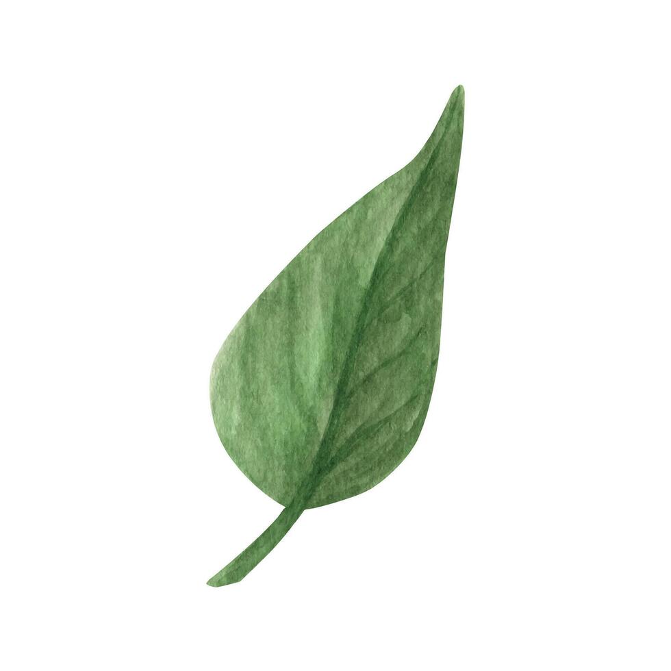 Hand drawn boho green leaf. Watercolor illustration leaves for wedding decoration and arrangements. vector