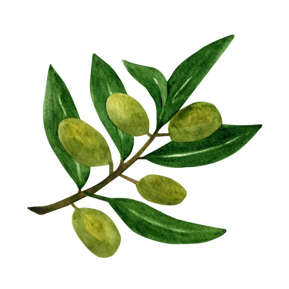 aceituna hojas rama con frutas para italiano cocina diseño vector