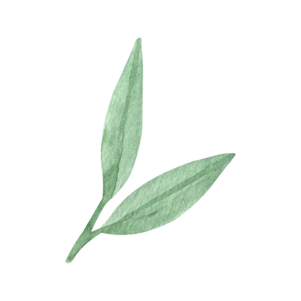 linda mano dibujado verde hoja. acuarela ilustración hojas para Boda decoración y preparativos. vector