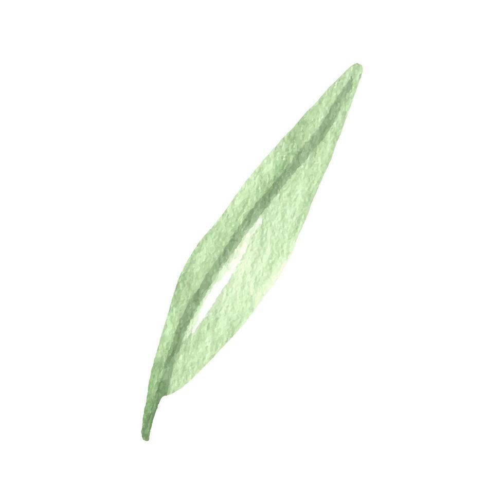 Cute hand drawn green leaf. Watercolor illustration leaves for wedding decoration and arrangements. vector