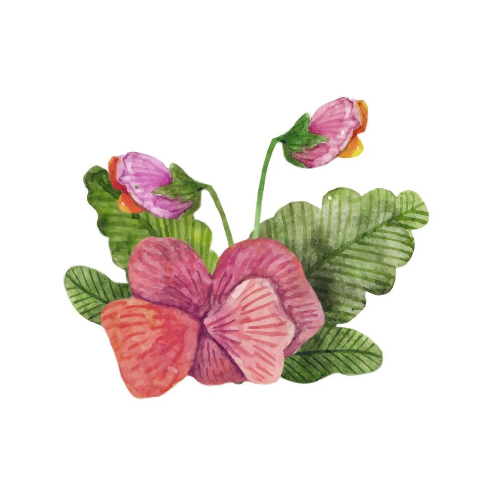 Pansy flowers arrangement. Hand drawn illustration vector