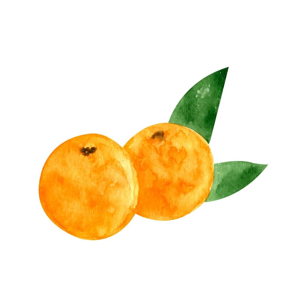 Single hand drawn tangerine for New Year and Xmas vector