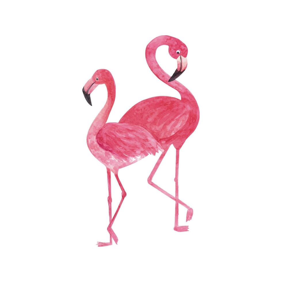 Tropical watercolor flamingo. Beautiful hand drawn illustrations vector